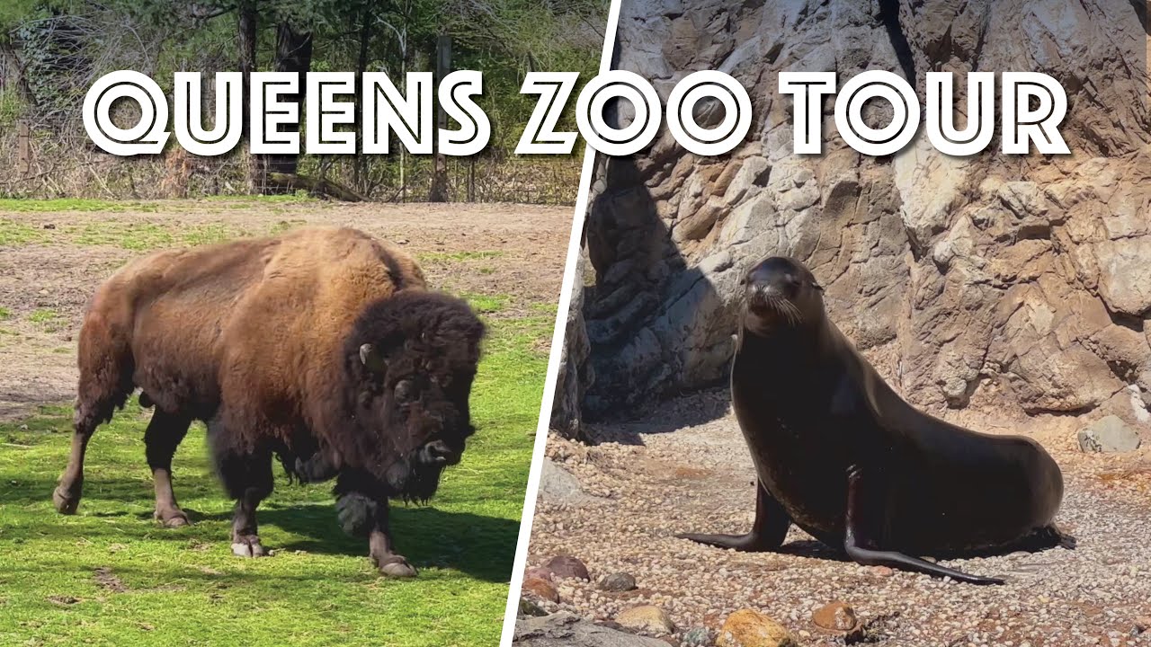 Queens Zoo Tour (Sea Lions, Bison, Aviary & More)