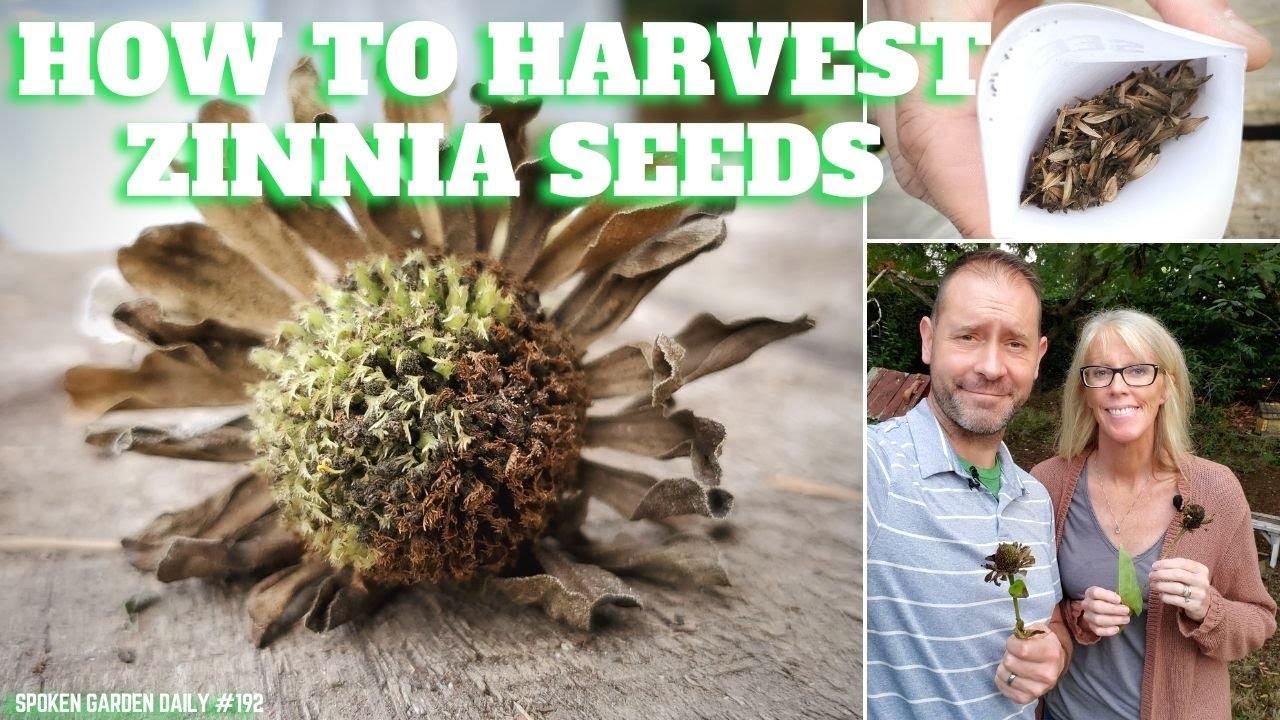 Zinnia Seed Harvesting For Every Gardener