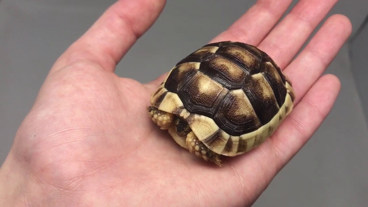 Marginated tortoise for sale from Tortoise Town!