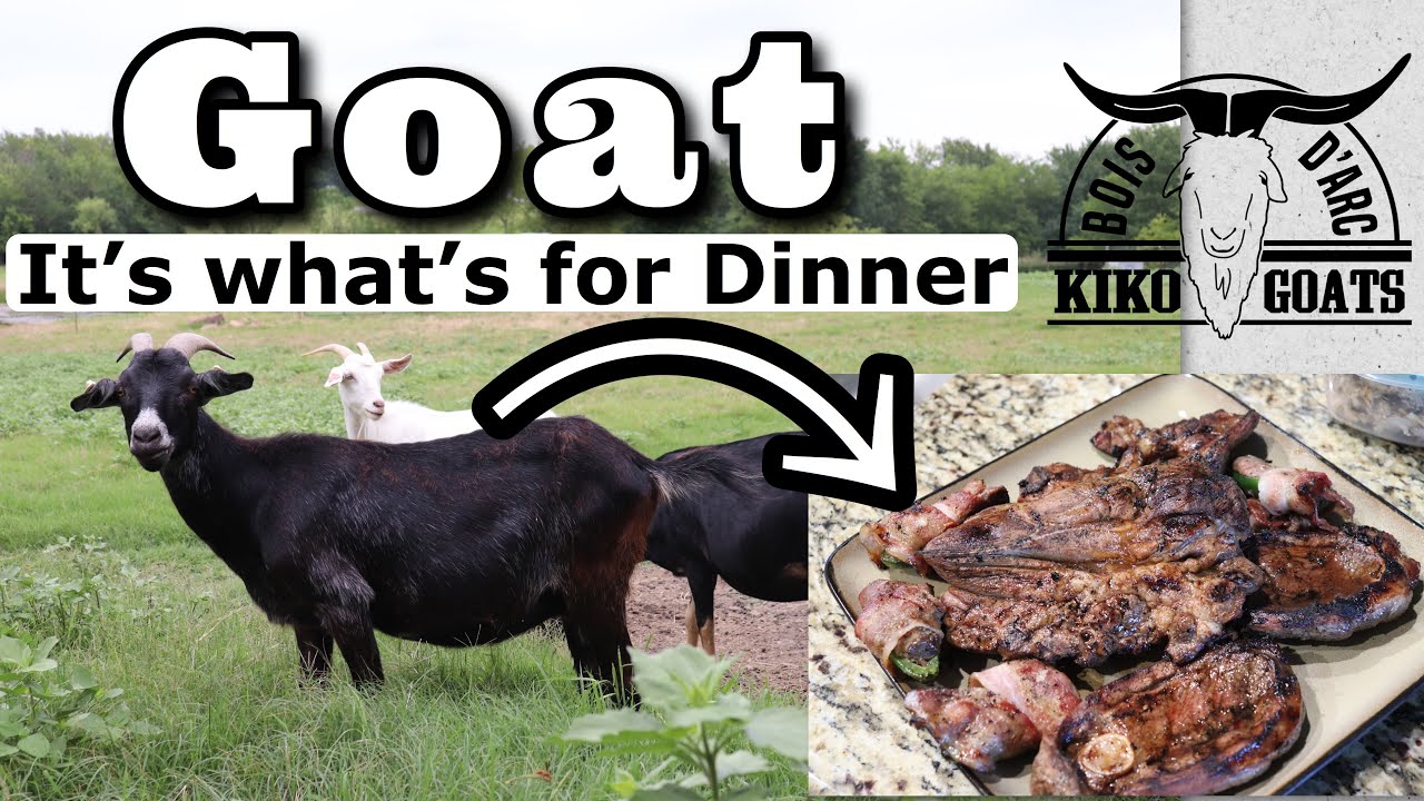 Goat Meat | From Farm To Plate | Kiko Meat Goats | Cooking & Eating Goat Meat
