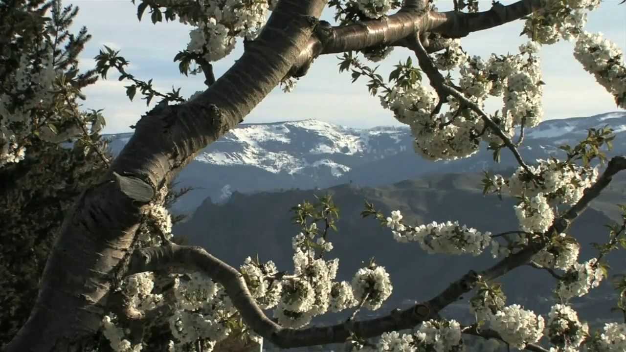 How Maraschino Cherries Are Made - Small Screen