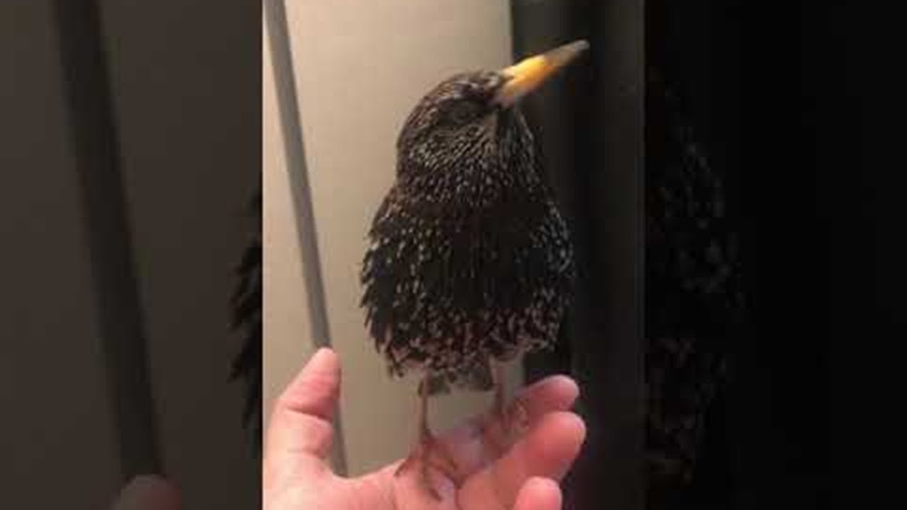 Starling's Stunning Skills with Sound || ViralHog