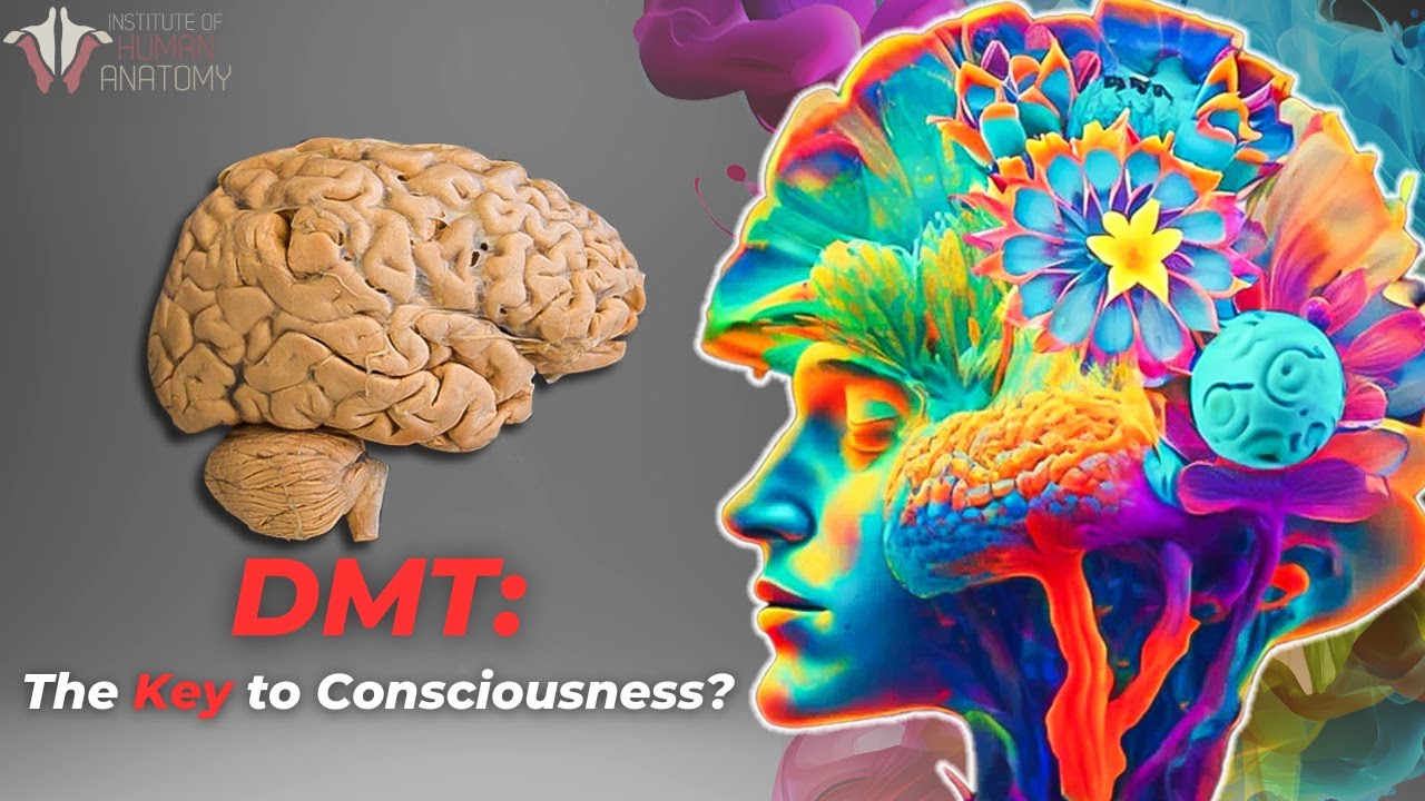 The Profound Potential of DMT | Psychedelic brain connections