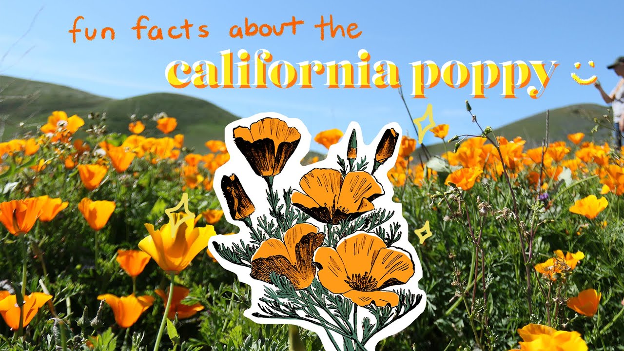 fun facts about the california poppy