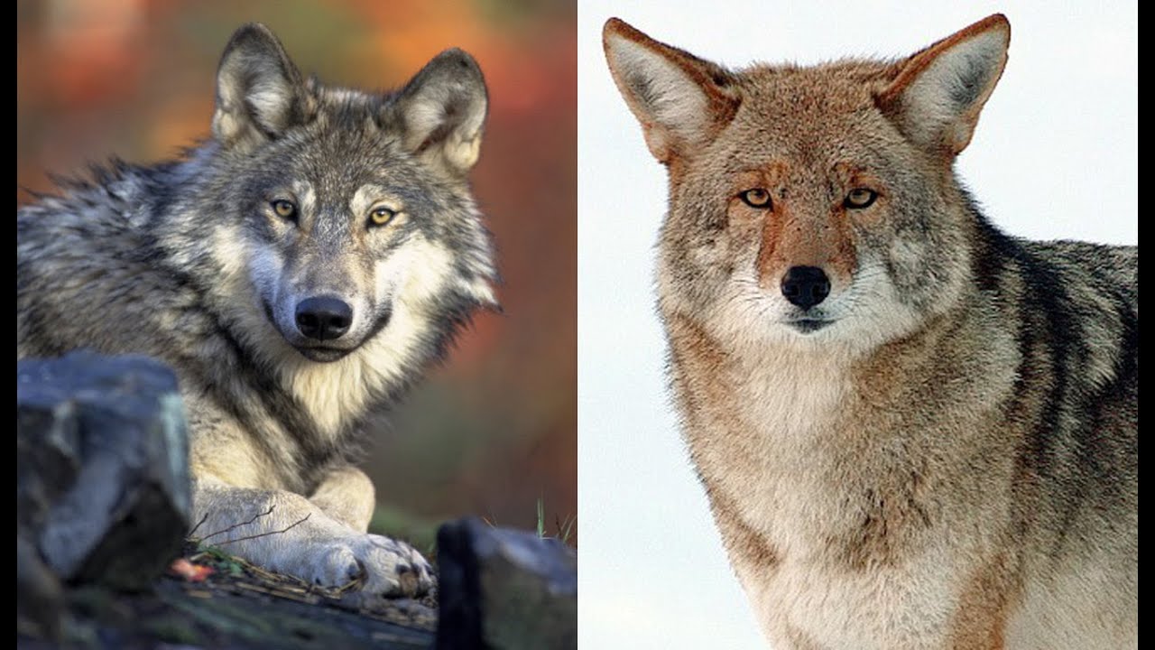 Wolves VS Coyotes: A Comparison
