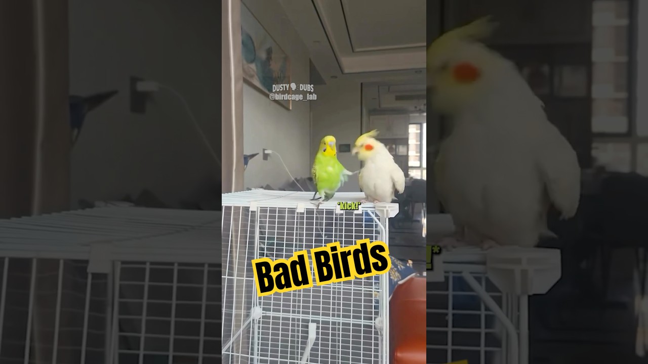 🦜 Bad Birds 🎥: birdcage_lab (IG) #shorts