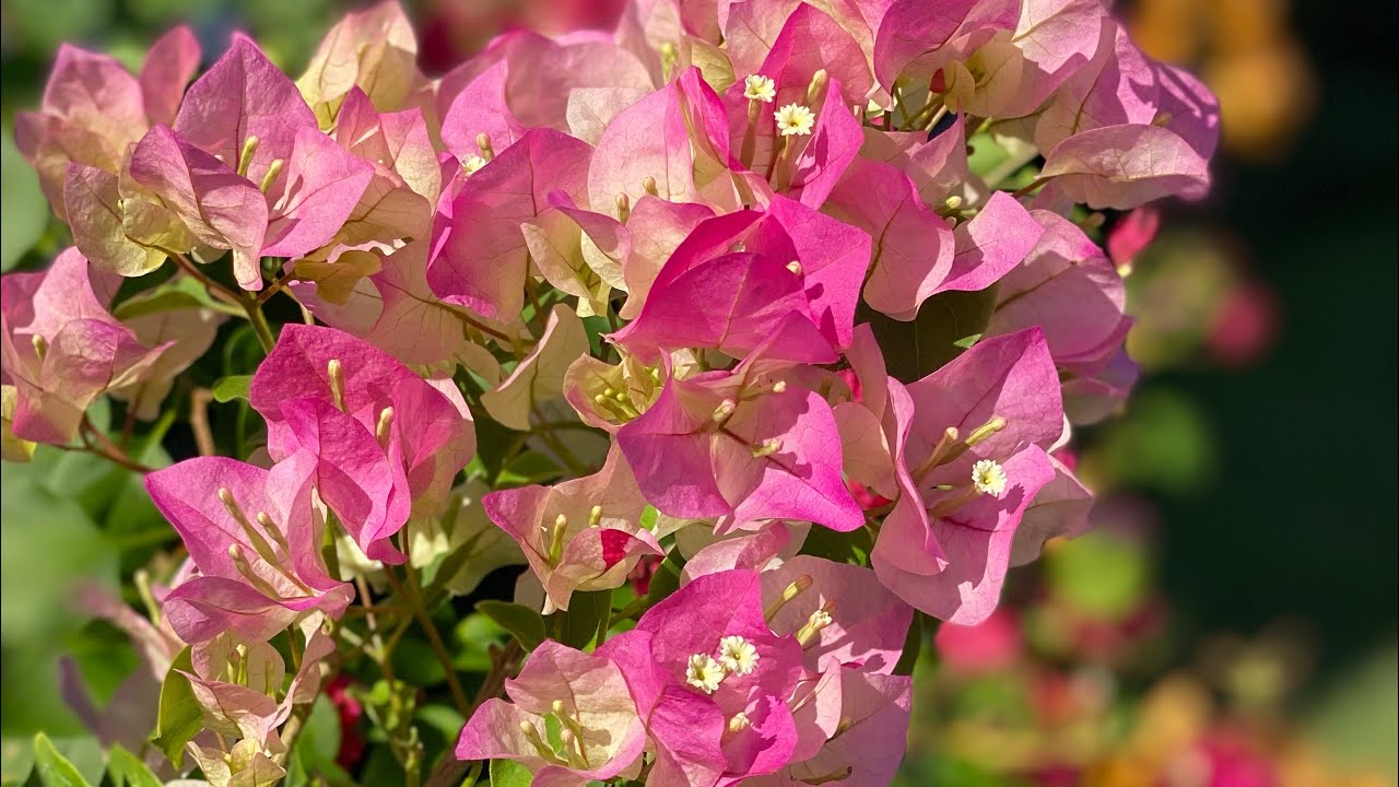Thai Delight Bougainvillea. Beautiful, must see color!!