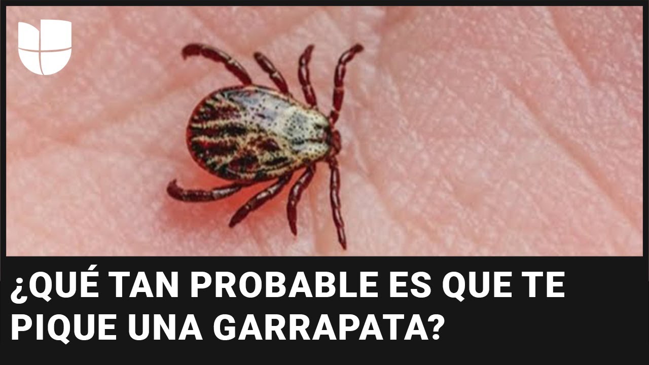 Alertan de un posible aumento de garrapatas: ¿qué tan probable es que nos piquen estos insectos?