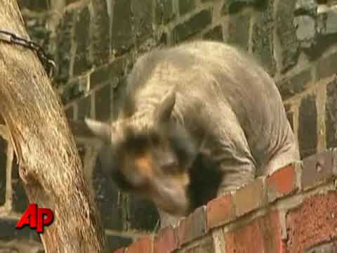 Raw Video: Hair-raising Ordeal for Several Bears