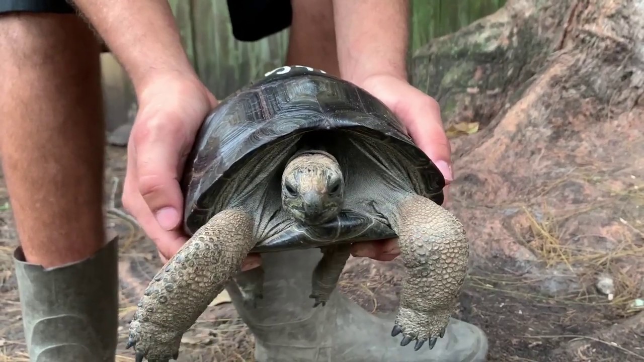 #46   9 inches one Year Old Large Aldabra Tortoise for sale