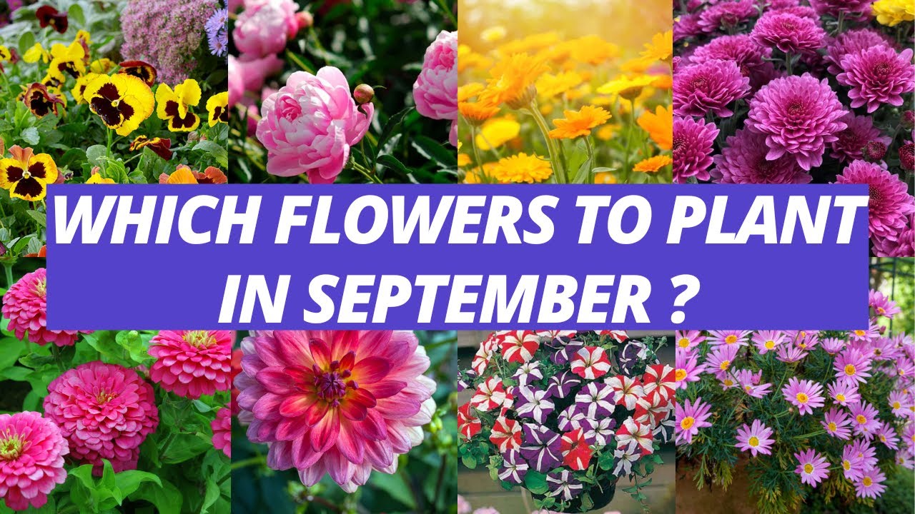 which flowers to plant in september?