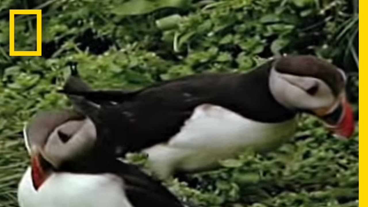 Puffins | National Geographic