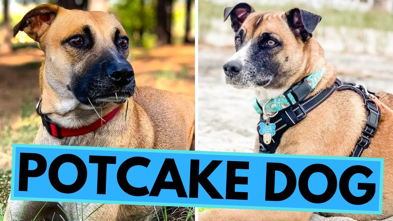 Potcake dog - TOP 10 Interesting Facts