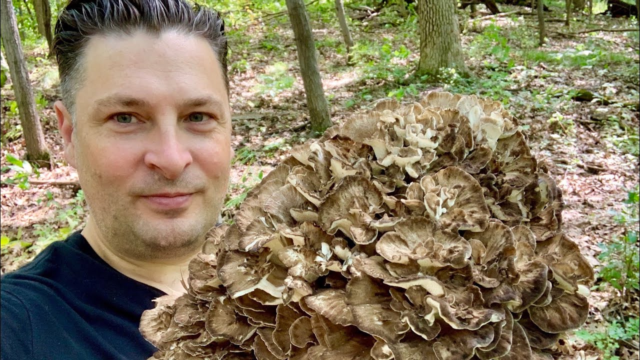 Hen Of The Woods Mushroom ~ How To Find, Clean & Cook ~ Minnesota Mushrooms