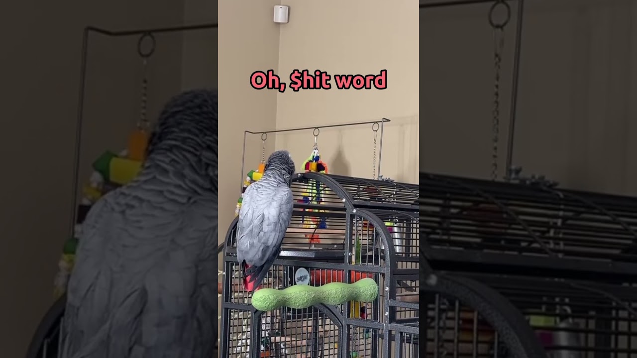 You can’t tell me Gizmo doesn’t know what he is saying!! 😂🤬 #talkingparrot