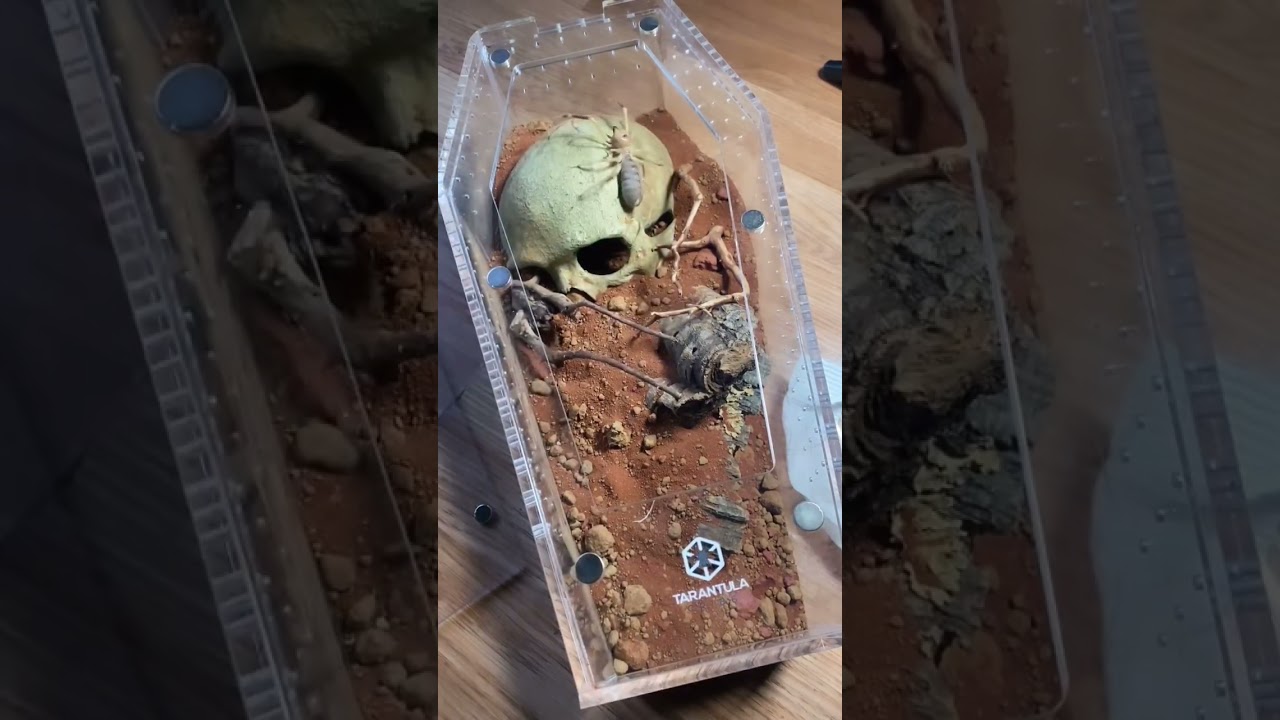 Unboxing sand trapdoor spiders! #shorts #spider