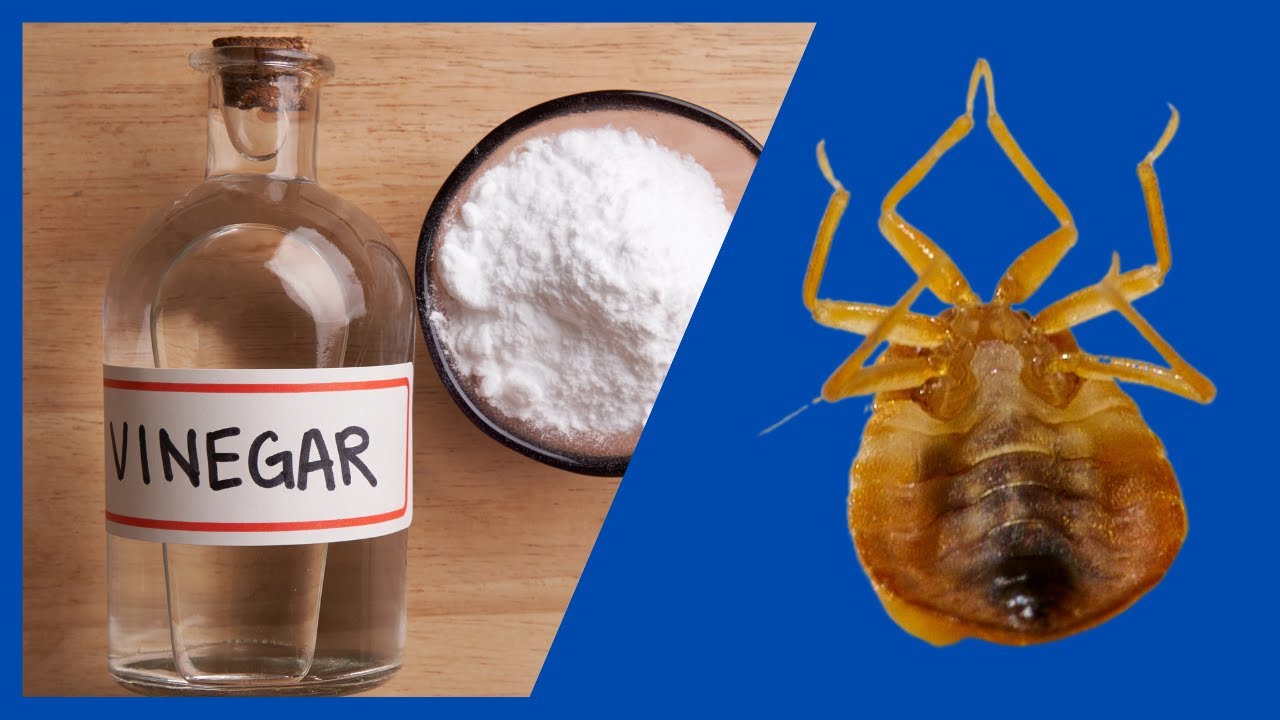 Cómo ELIMINAR CHINCHES DE CAMA con Vinagre y Bicarbonato