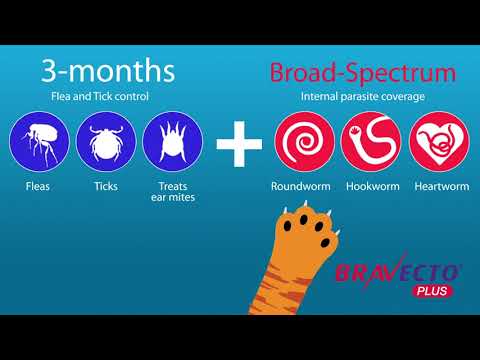 Bravecto Cats Spot On Plus