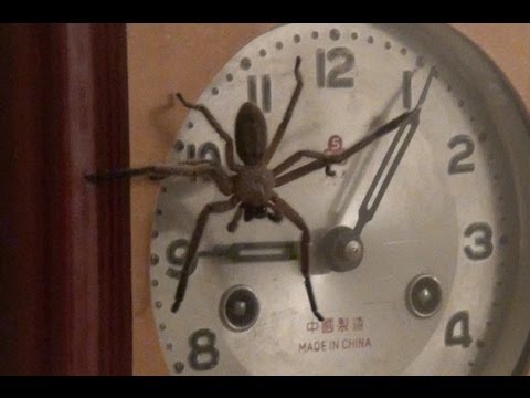 Clock Spider