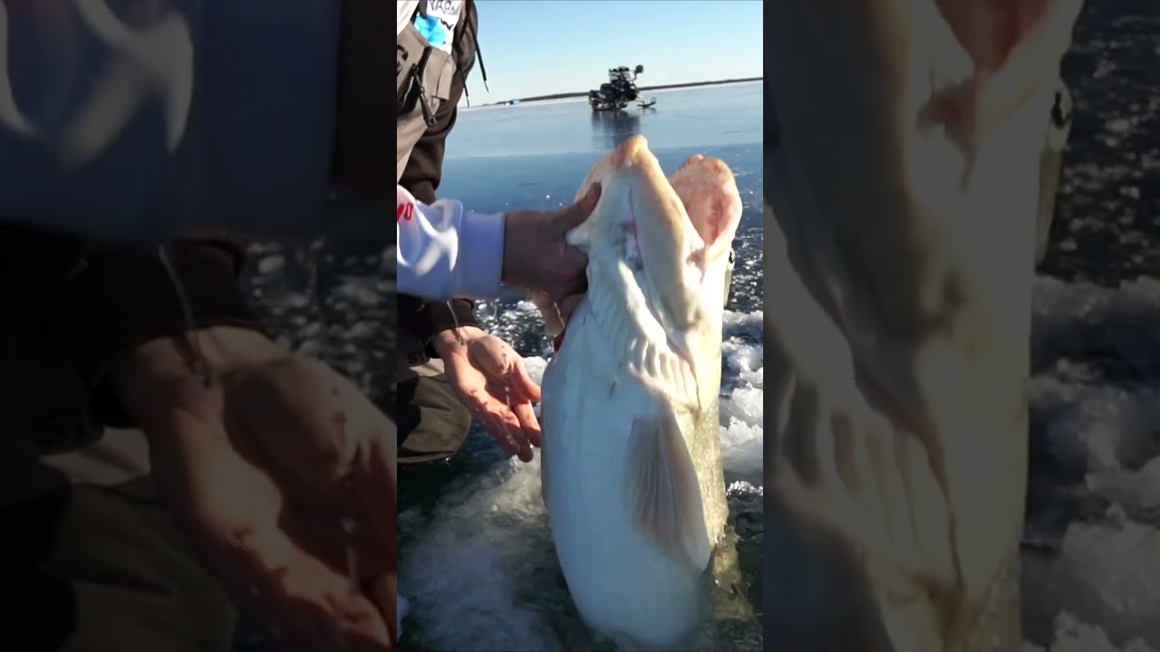 Pulling Up A Mega Fat Fish! #fishing #icefishing #bigtrout #fish #fatty #viral #youtube #beautiful