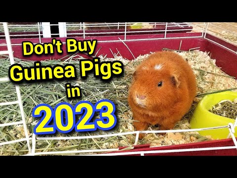 Don't Buy Guinea Pigs in 2023
