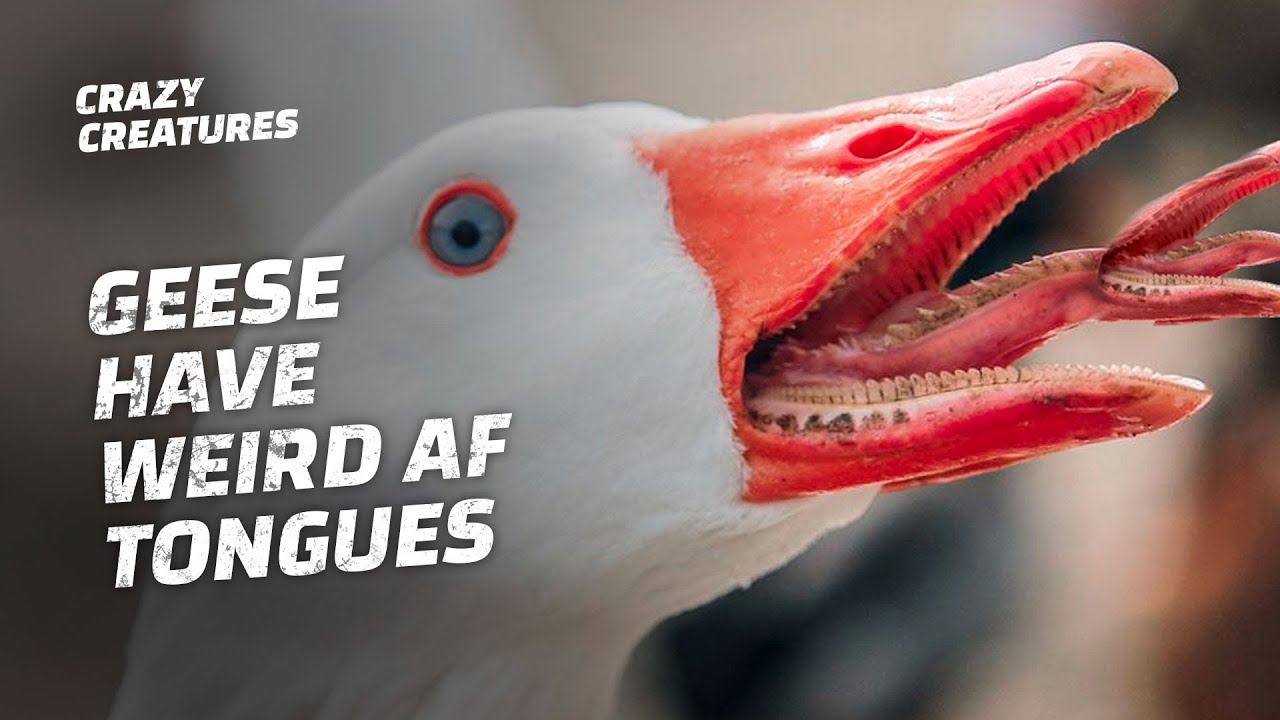 Geese Have Teeth on Their Tongues and It’s Horrifying