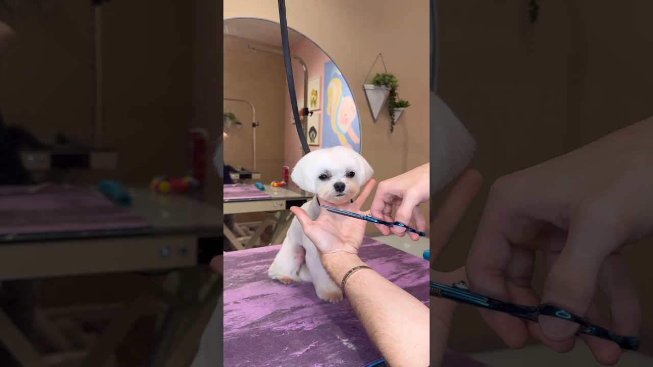Crusty white dog alert 🚨