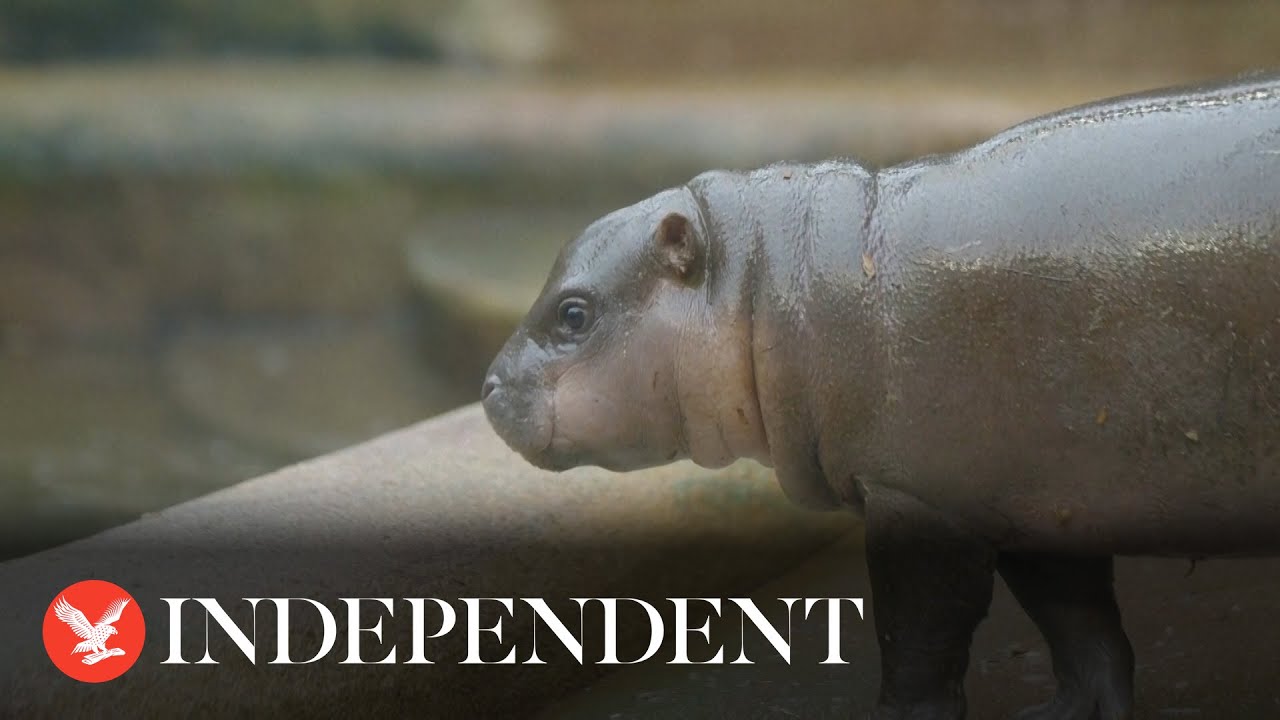 Rare pygmy hippopotamus born in Czech zoo makes first appearance