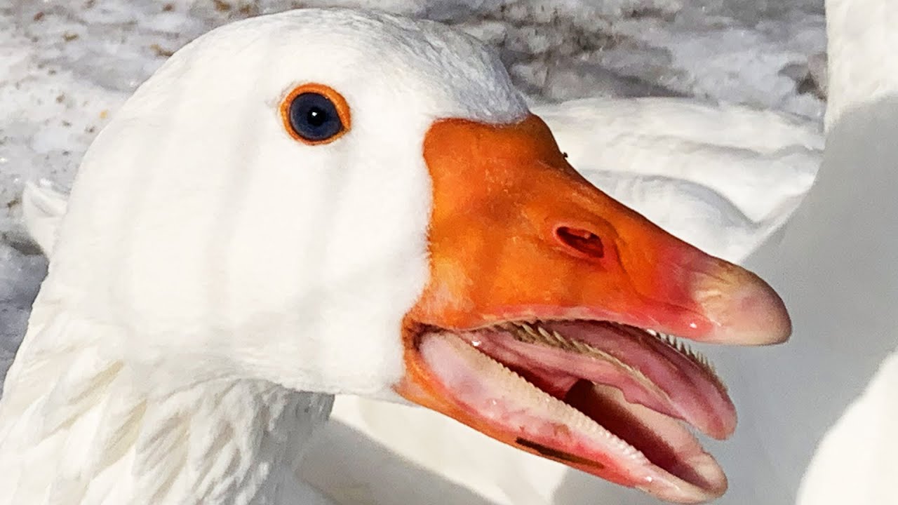 Geese Teeth are Insane and Amazing