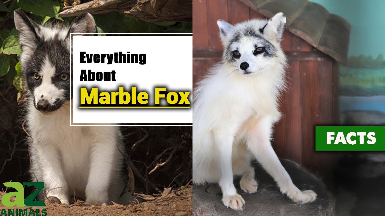 The Canadian Marble Fox: Everything You Need to Know!