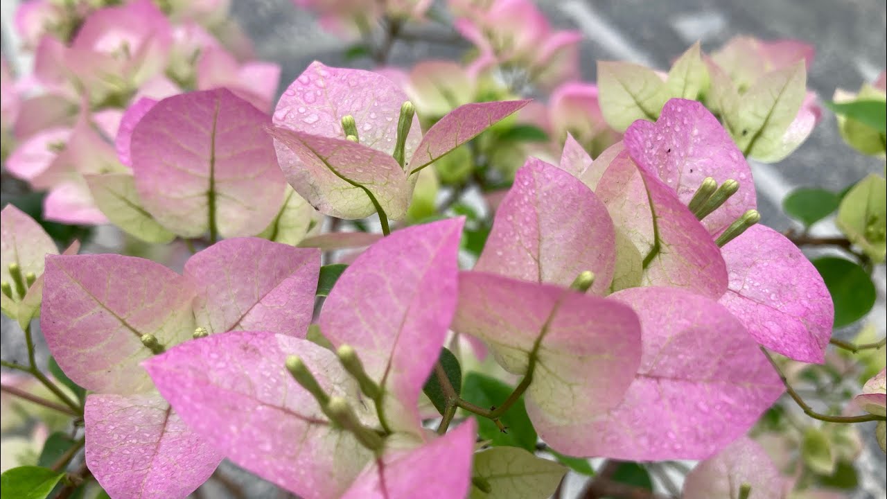 Bougainvillea - 'Imperial Thai Delight’ | 'Thai Delight’