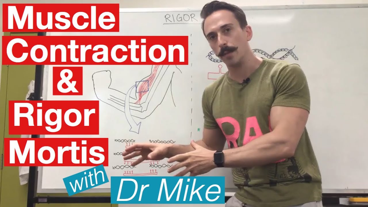 Rigor Mortis and Muscle Contraction | Muscular System