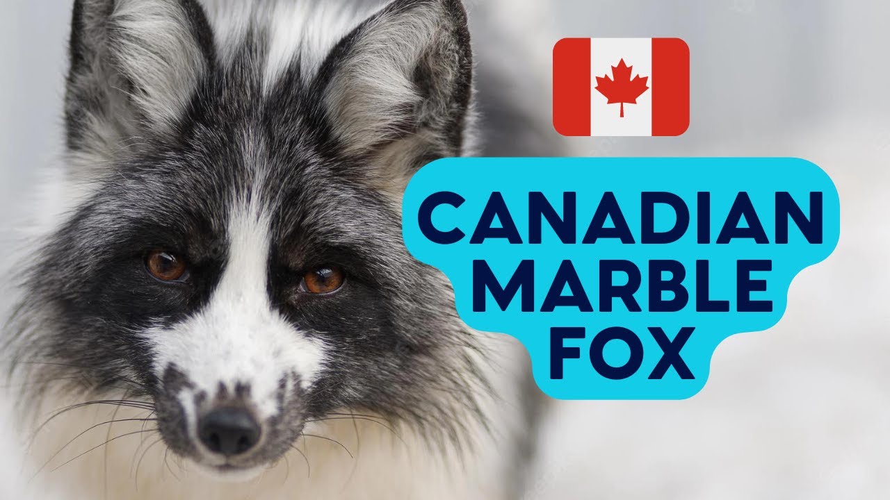 What is the Canadian Marble Fox? Everything You Need To Know!