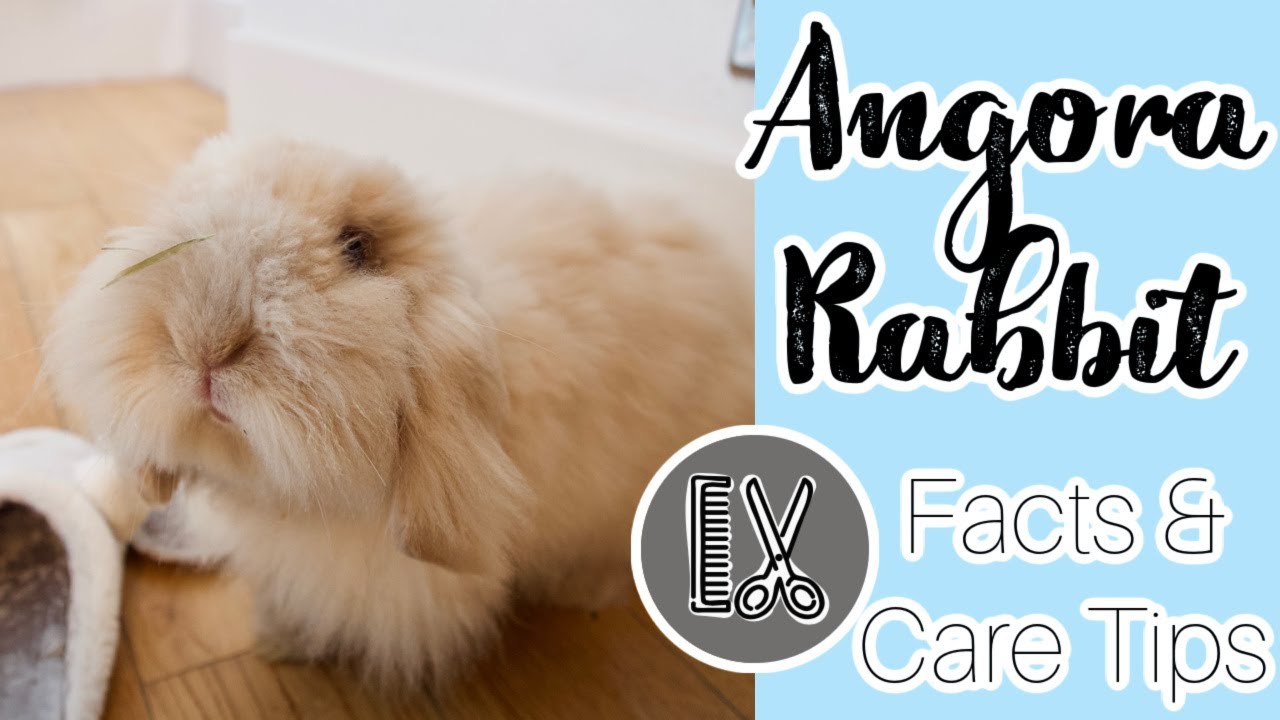 A Guide To: Angora Rabbit Care
