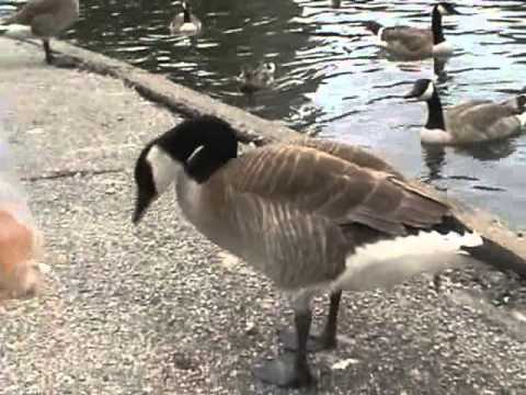 Do Geese Have Teeth?