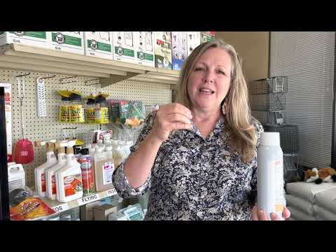 How to Get Rid of Flies in Your Backyard