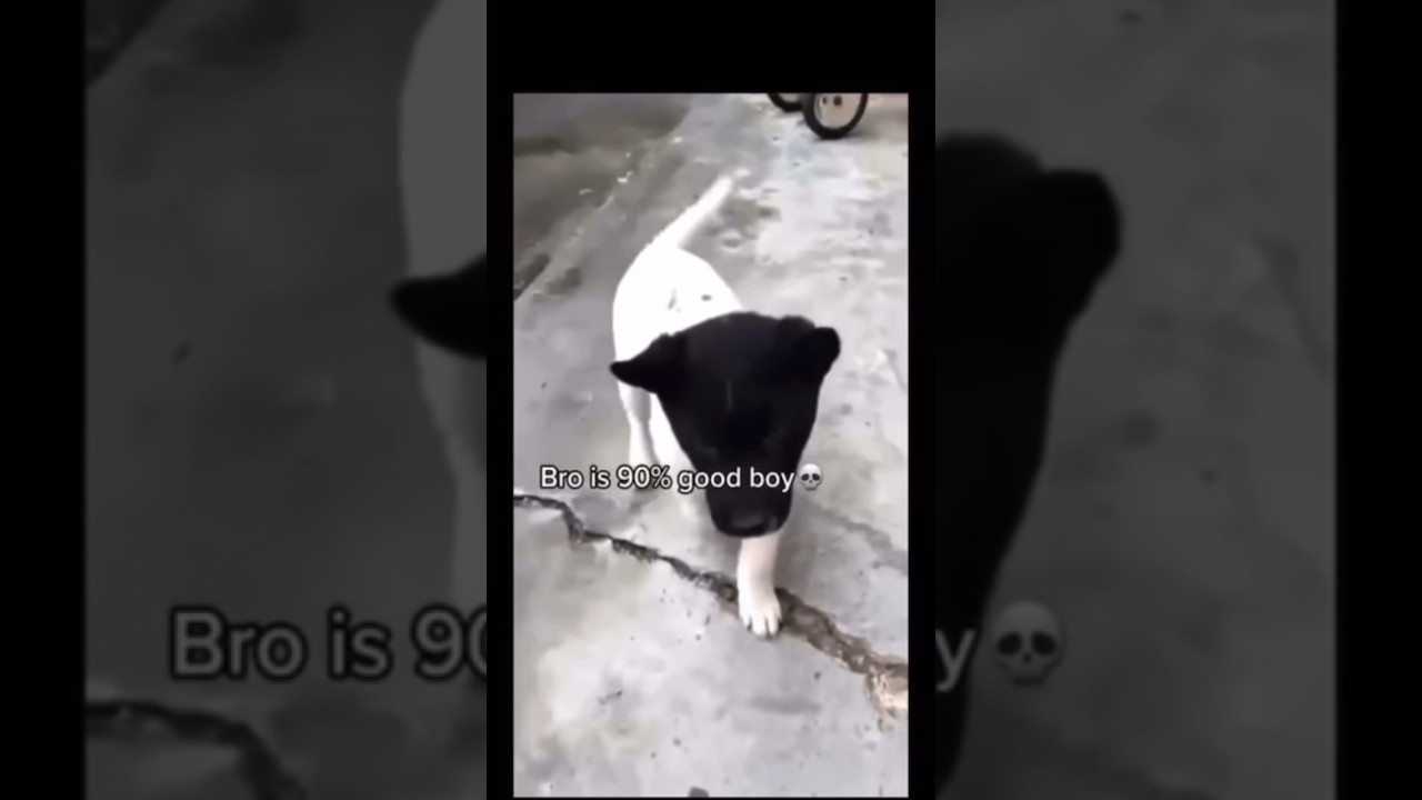 Racist Memes #1