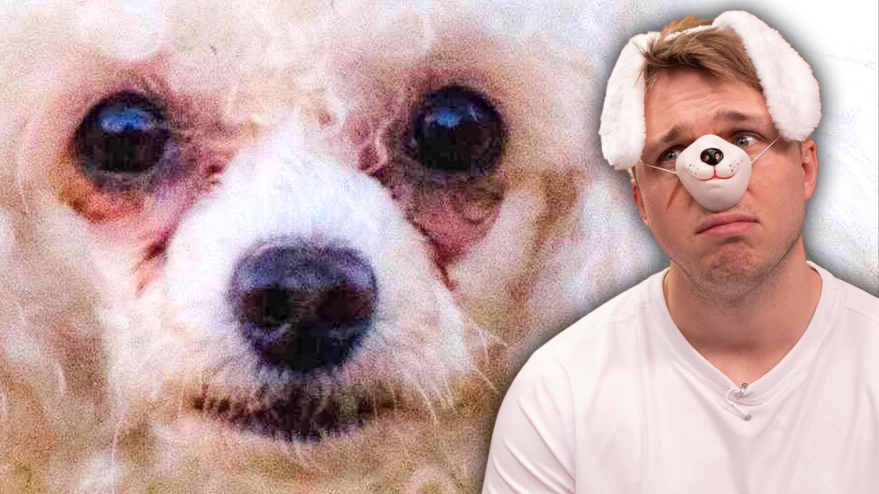 White Crusty Dogs Should Be Illegal