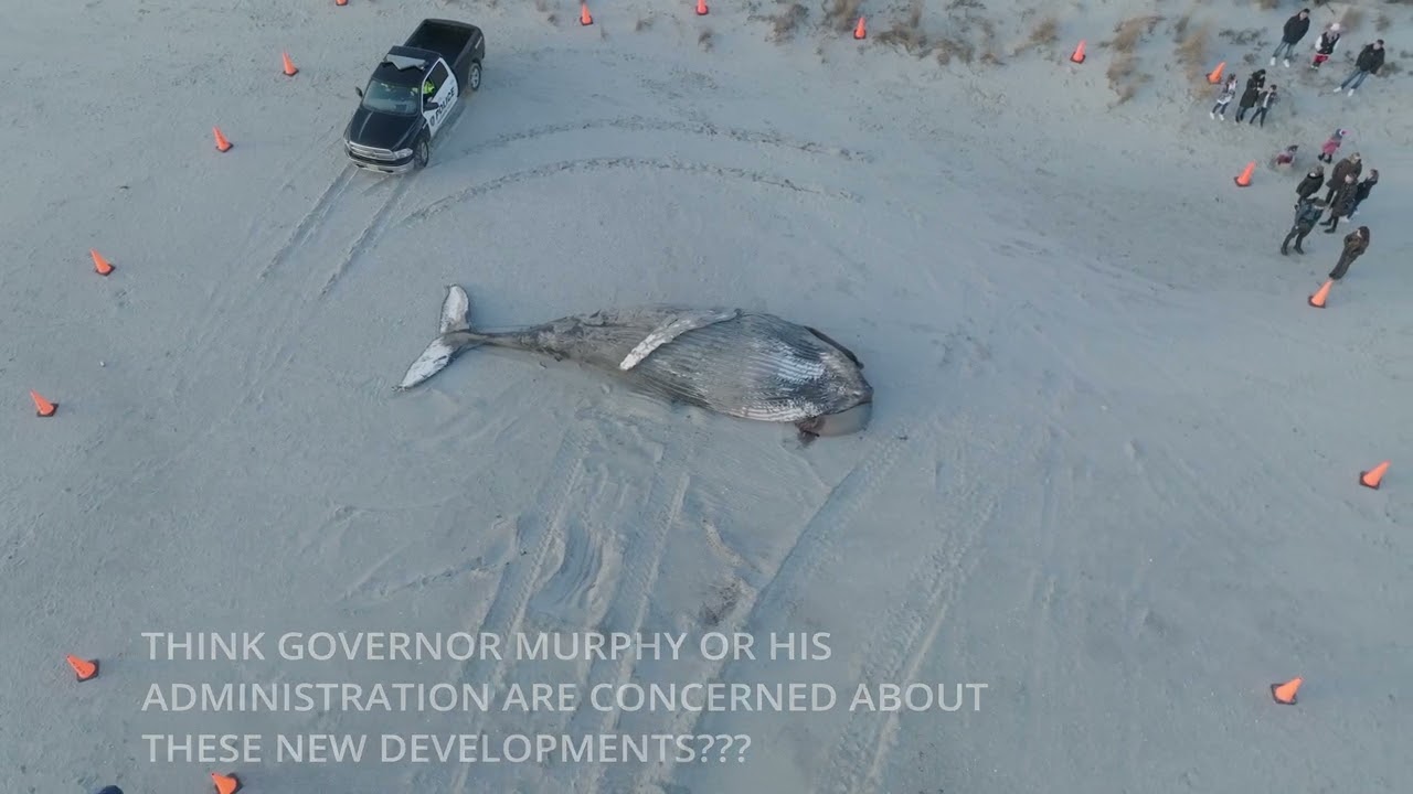 ANOTHER BEACHED HUMPBACK WHALE IN ATLANTIC CITY 1 7 23