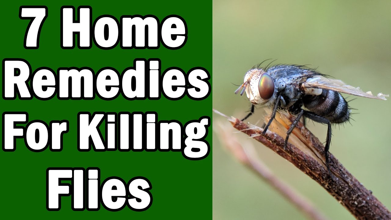 7 Home Remedies For Killing House Flies
