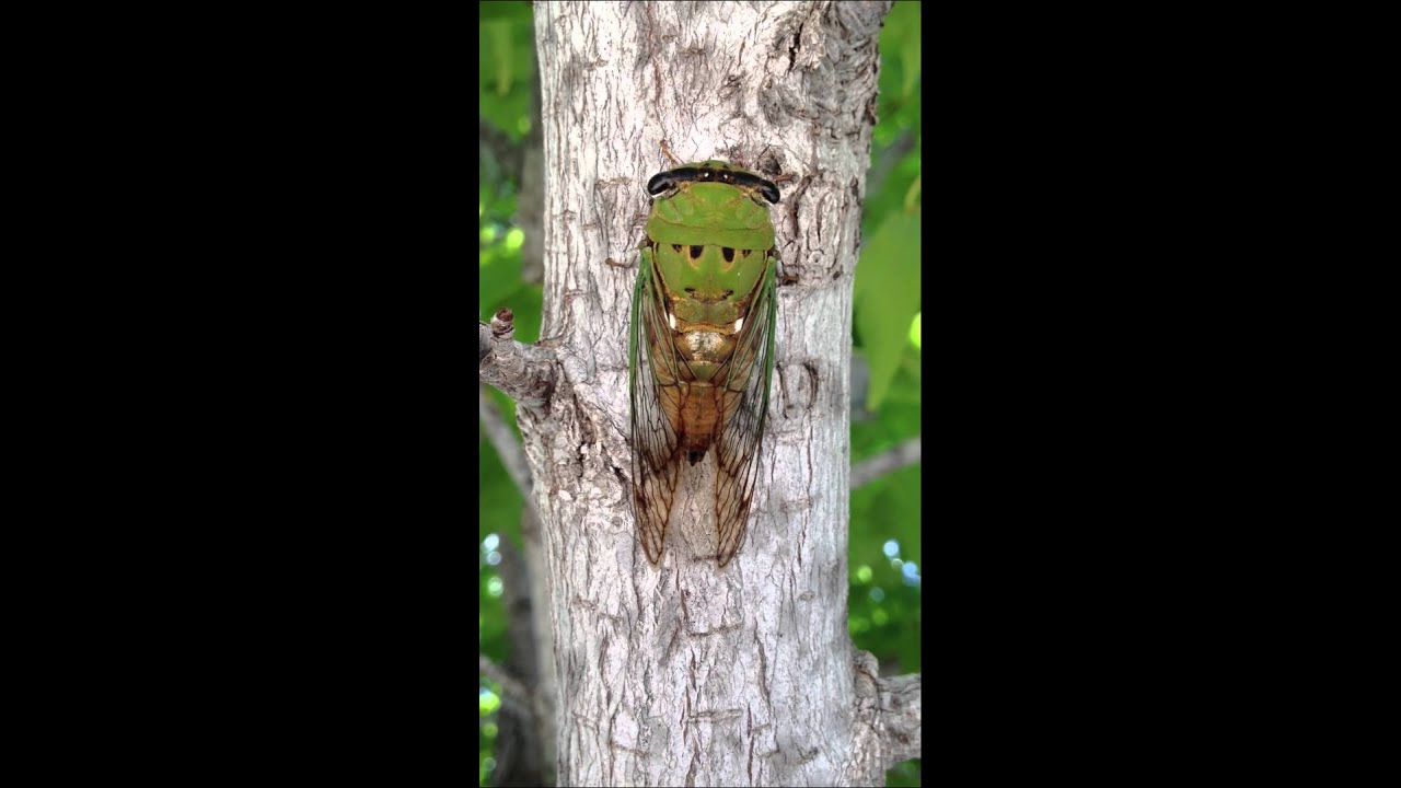 Cicada on tree making its distinctive sound