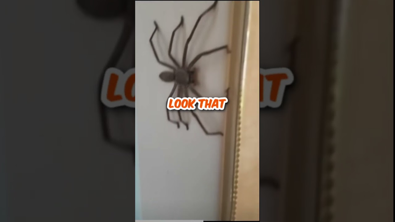 World’s largest spider. Clock Spiders in Australia. #podcast #australia #animalshorts