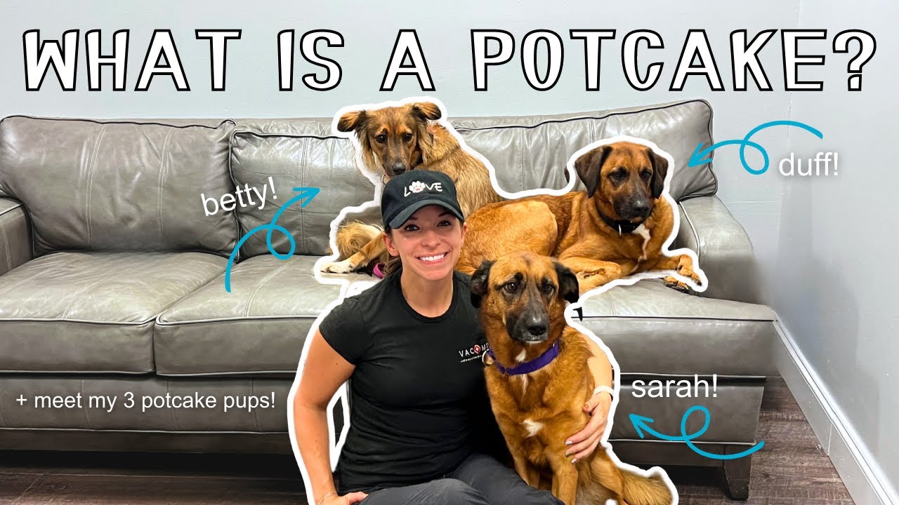 WHAT IS A POTCAKE DOG? | Meet my 3 Potcake Dogs + Answering Commonly Asked Questions about Potcakes!