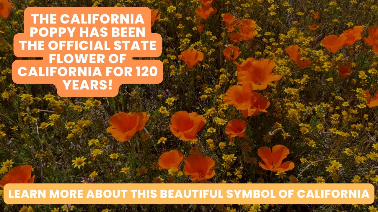 How the California Poppy Became the State Flower of California