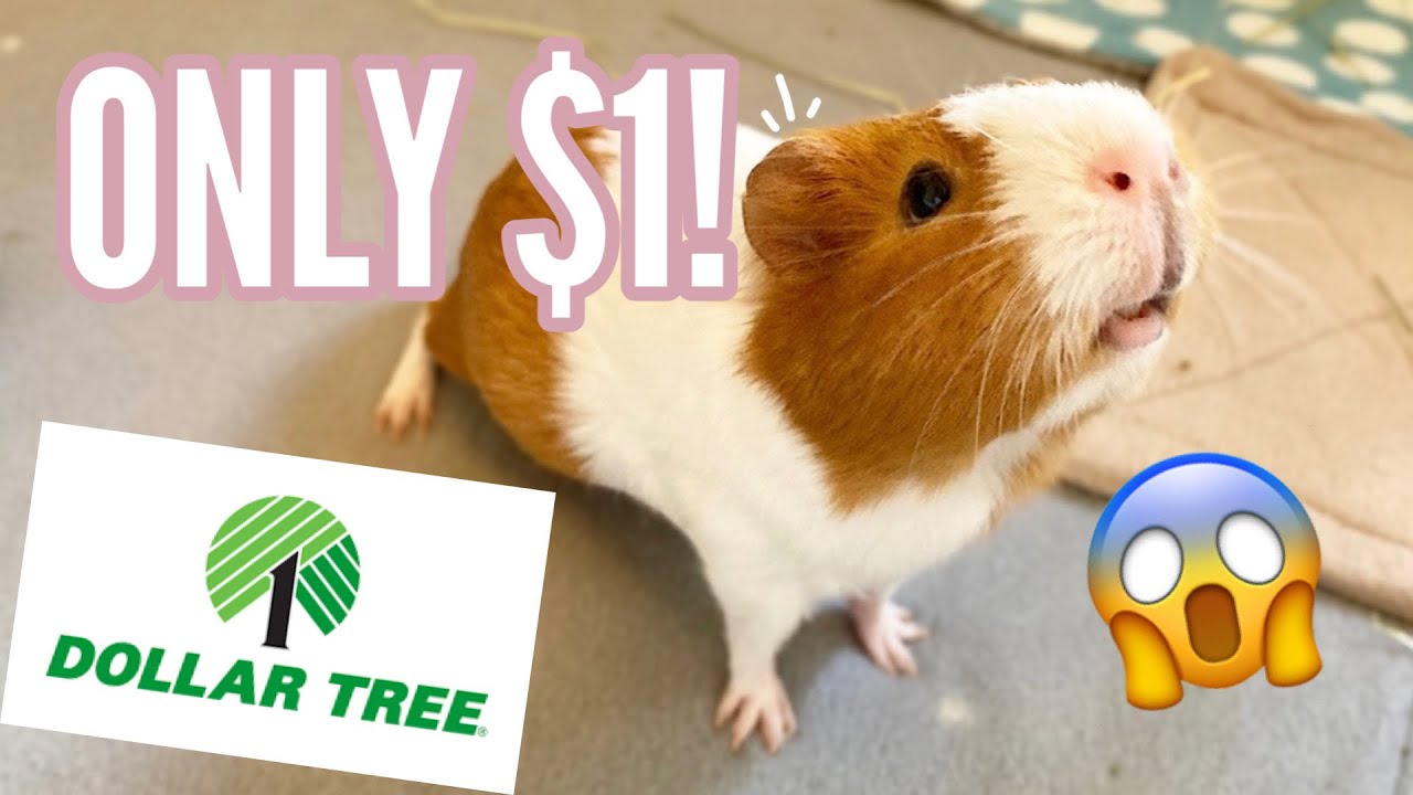 Guinea Pig Supplies at the Dollar Store [$1]