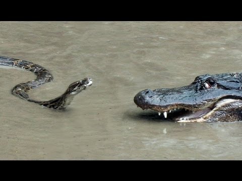 Python vs Alligator 01 -- Real Fight -- Python attacks Alligator