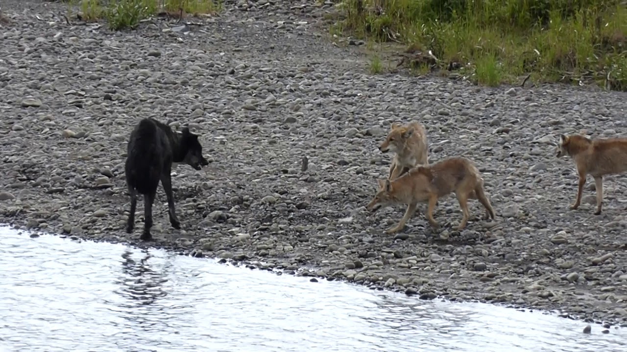 Wolf Vs Coyotes I, Yellowstone NP