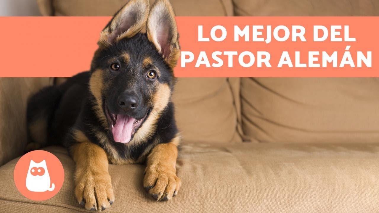 VENTAJAS de tener un PASTOR ALEMÁN 🐕❤️ (Top 6 Razones)