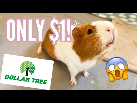 Guinea Pig Supplies at the Dollar Store [$1]
