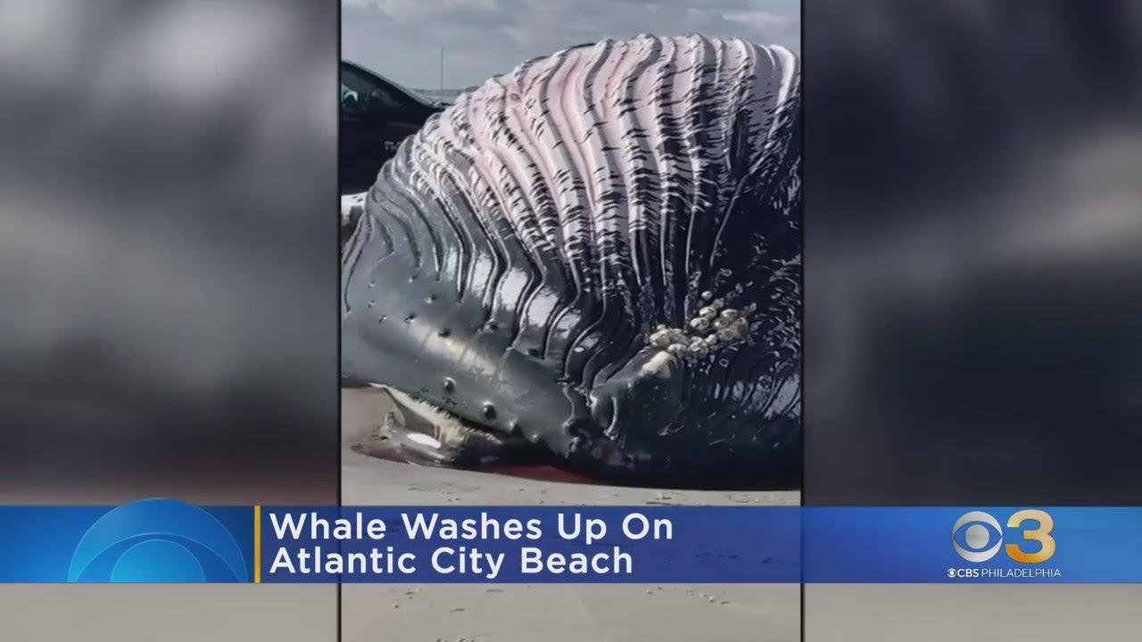 Beached whale found near Boardwalk Hall in Atlantic City